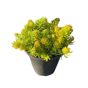 2.33 Gal. Non-Fragrant Drought Tolerent Gold Sedum Flowering Shrub with Yellow Flowers (1-Pack)