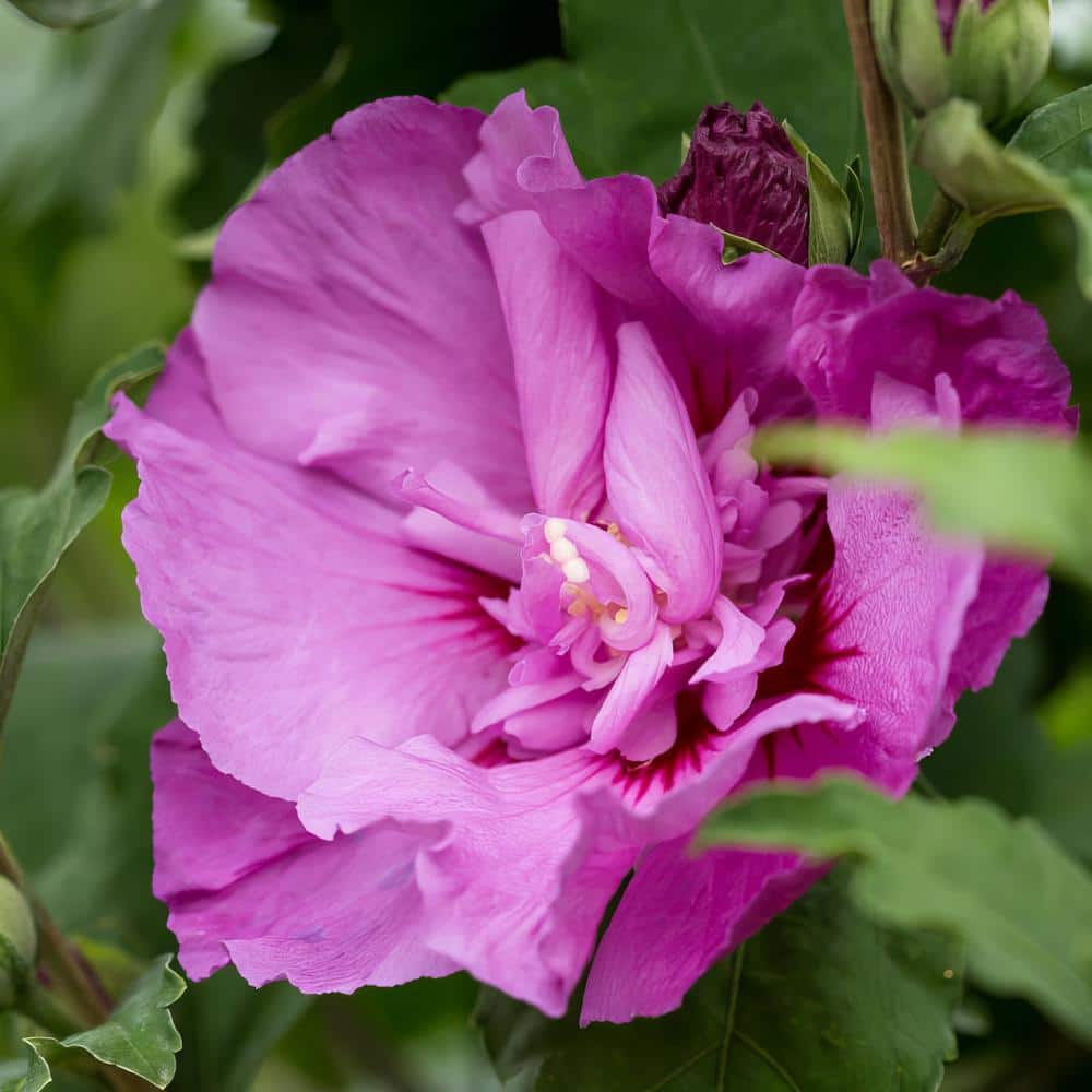1 Gallon Pink and Purple Hibiscus Tahiti Shrub