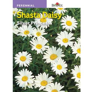 Daisy Shasta Silver Princess Flower Seed