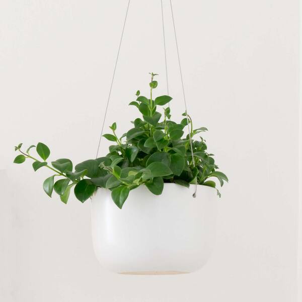 Peach Pebble 8 In White Ceramic Hanging Indoor Planter 6 In Or 8 In Pl Hp Cr 01 01 08 The Home Depot