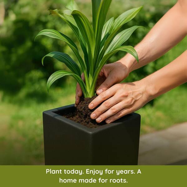 floating plant aquarium Aquarium floating plant-Phyllanthus Fluitans – aquaescaping main image 0