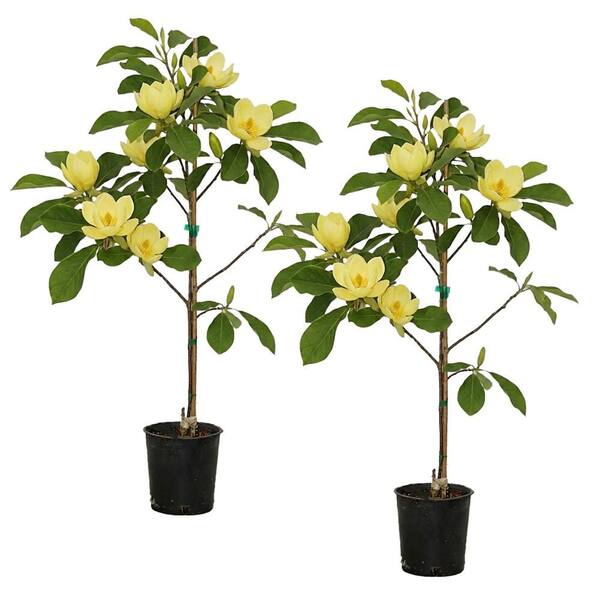Magnolia Tree Home Depot