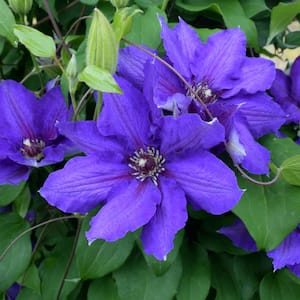 Danielle Clematis Vine Purple Flowering Dormant Bare Root Perennial Starter Plant (1-Pack)