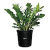 Plants ManiaVALIEM Warp Devil、BRERO ZZ Plant - House Plants - The Home Depot
