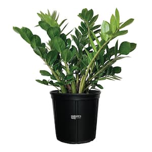 Zz Plant Live Indoor Plant in Growers Pot Average Shipping Height 2-3 Ft. Tall
