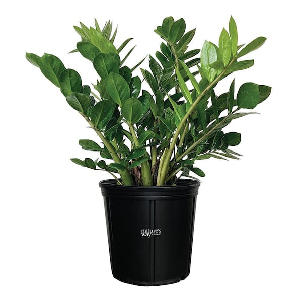 NATURE'S WAY FARMS Zz Plant Live Indoor Plant in Growers Pot Average Shipping Height 2-3 Ft. Tall