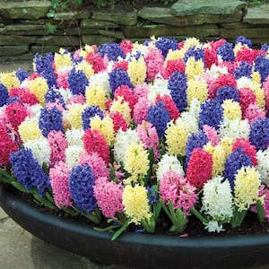 Hyacinth Multicolored Mixture Dormant Spring Flowering Bulbs (25-Pack)