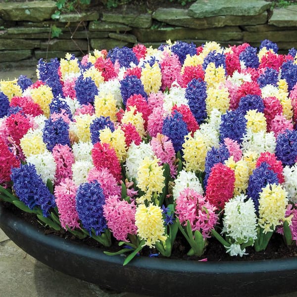 Van Bourgondien Hyacinth Multicolored Mixture Dormant Spring Flowering Bulbs (25-Pack)