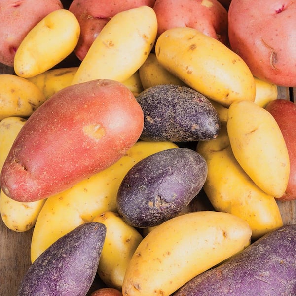 VAN ZYVERDEN Van Zyverden Fresh Crop Gourmet Potato Blend (Set of 12) Plant Bulbs