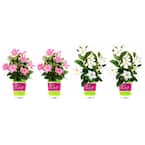Rio 1.5 Pint Dipladenia Flowering Annual Shrub with Pink and White ...