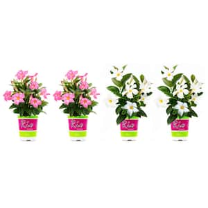 1.5 Pint Dipladenia Flowering Annual Shrub with Pink and White Flowers (4-Pack)