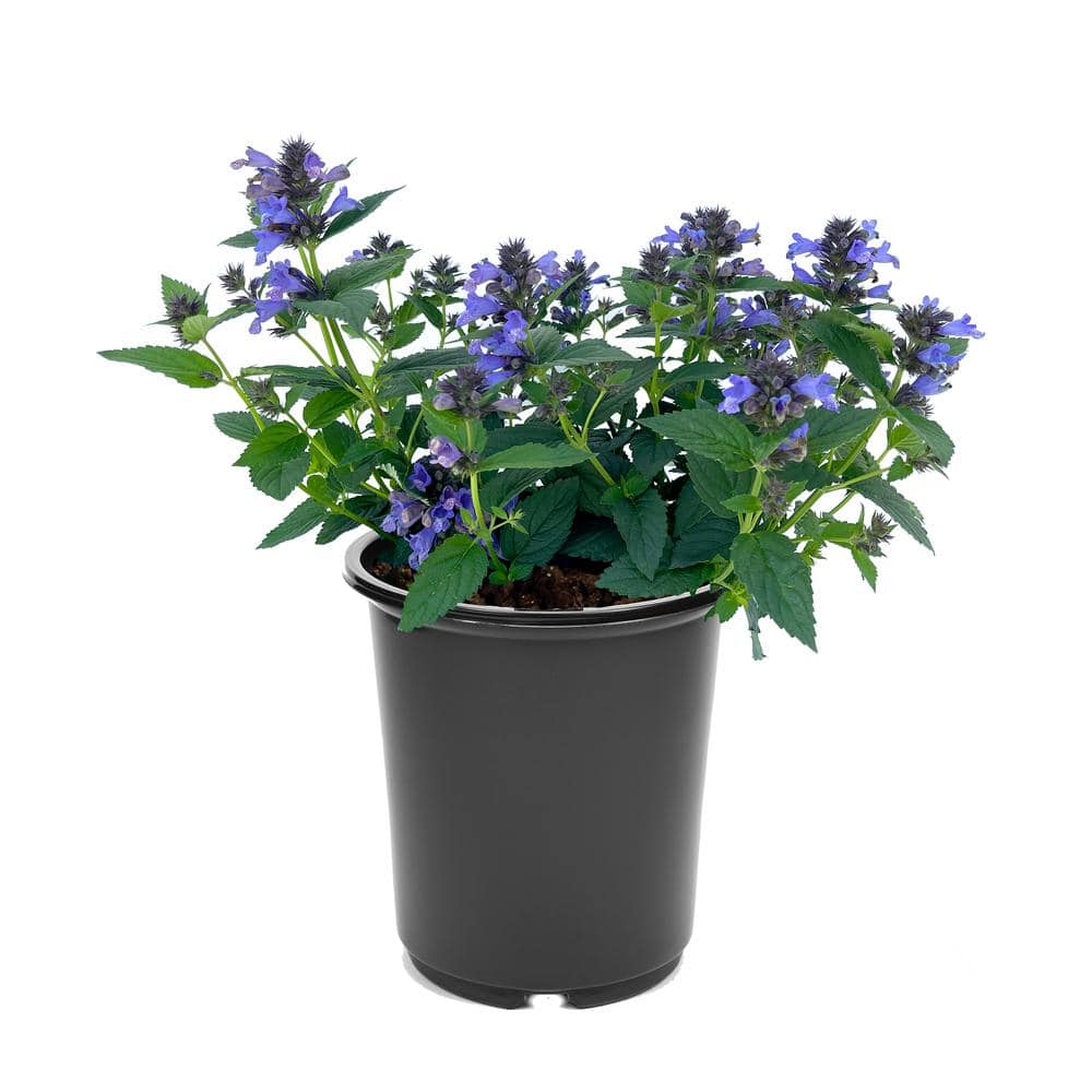 1.5 GL Nepeta Prelude Blue Perennial Plant with Blue-Violet Flowers-(1-Pack