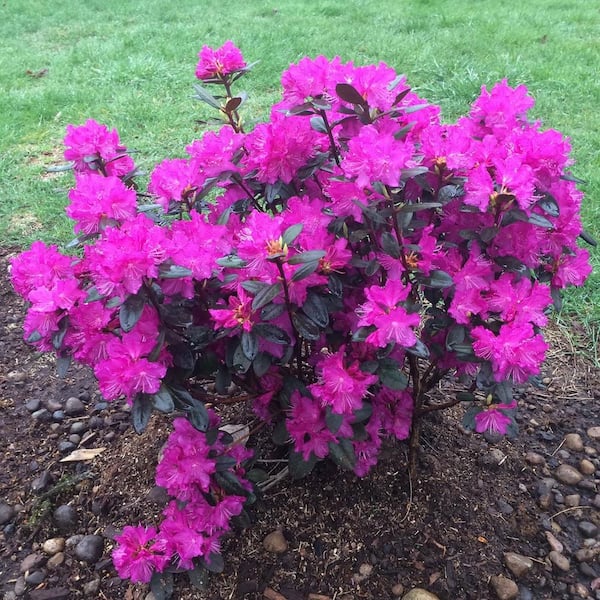 Spring Hill Nurseries P.J. Mezitt Elite Star Rhododendron, Dormant Bare Root Broadleaf Evergreen Shrub (1-Pack)