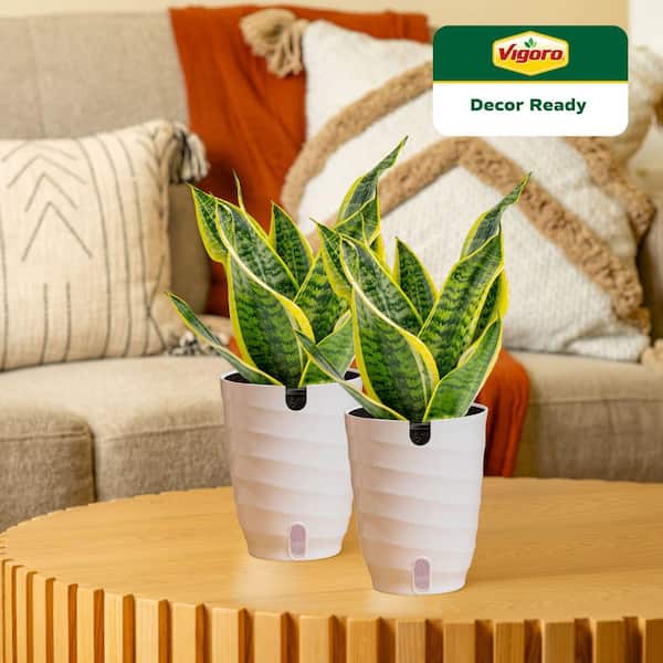 Grower's Choice Sansevieria Indoor Snake Plant in 6 in. White Decor Pot, Average Shipping Height 1-2 ft. (2-Pack)