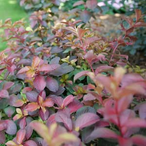 4.5 in. Qt. Midnight Sun Reblooming Weigela (Florida) Flowering Shrub With Pink Flowers