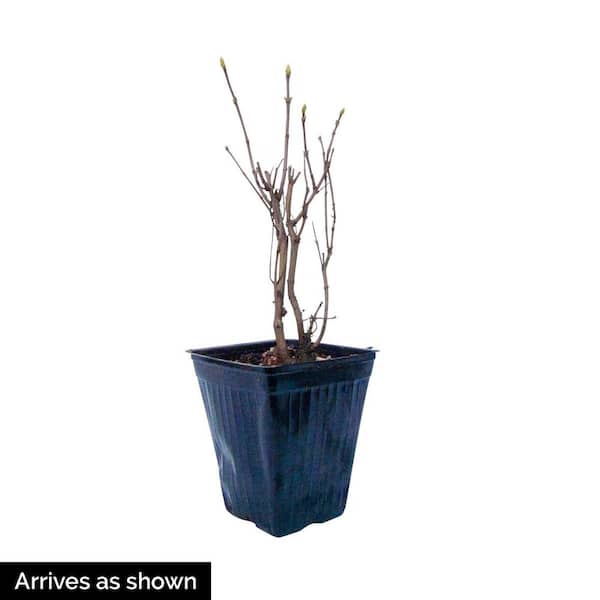 4 in. Pot Rosie Beach Party Lilac (Syringa) Live Deciduous Plant
