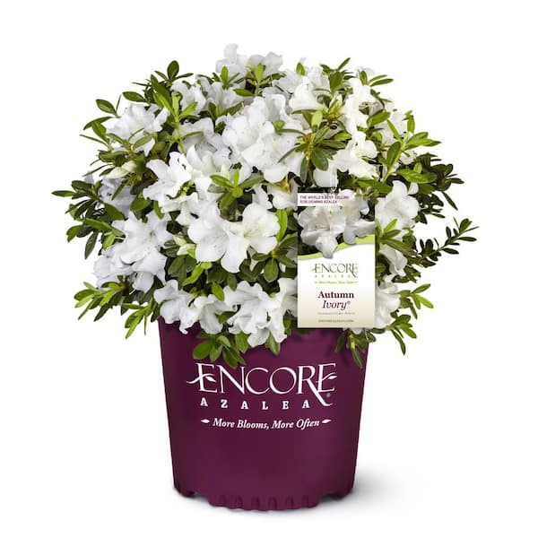 1 Gal. Autumn Ivory Dwarf Azalea Shrub with Reblooming White Flowers - Low-Maintenance Small Evergreen Bush