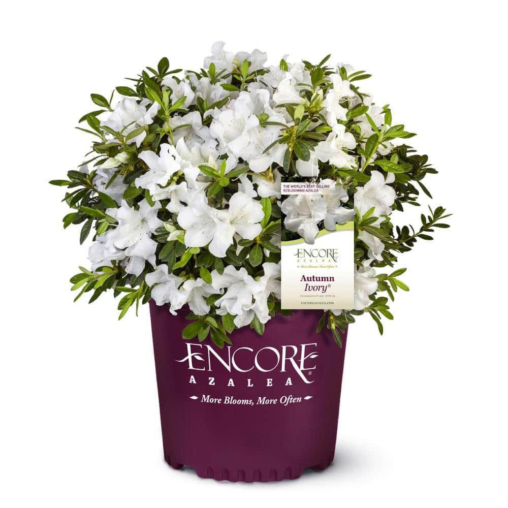 ENCORE AZALEA 1 Gal. Autumn Ivory Dwarf Azalea Shrub with