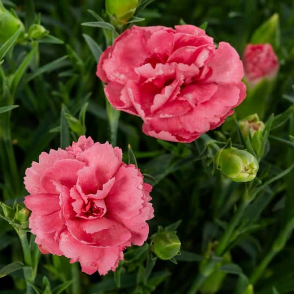 METROLINA GREENHOUSES 2 qt. Dianthus Fruit Punch Classic Coral