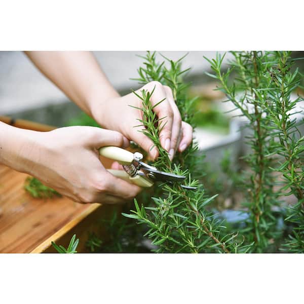 1 gal. Barbeque Rosemary Plant