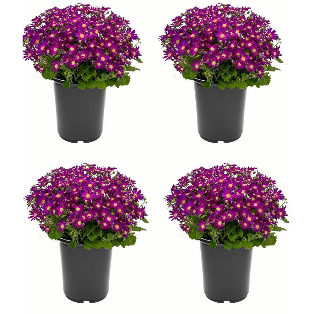 Annual Pericallis Senetti Rose Glow 2.5 Qt. - 4-Pack 1648 - The Home Depot