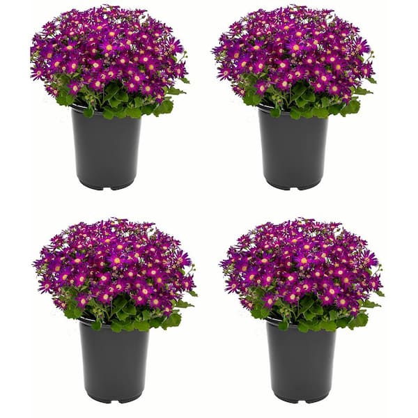 Unbranded Annual Pericallis Senetti Rose Glow 2.5 Qt. - 4-Pack