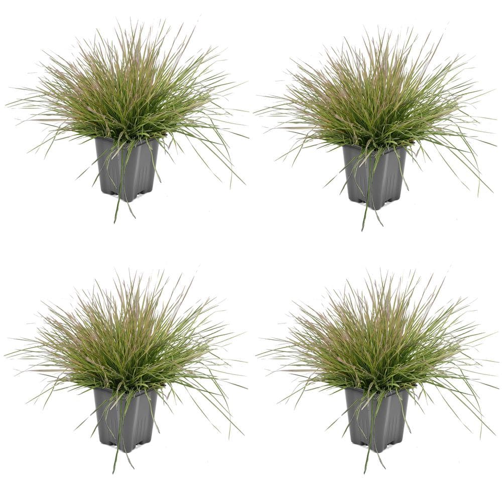 1.0 qt. Perennial Grass Deschampsia Northern Lights (4-Pack)