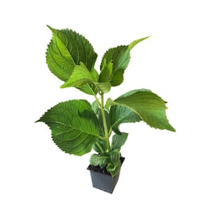 Penny Mac Hydrangea 3 Total Plants in 3 Separate 4 in. Pot
