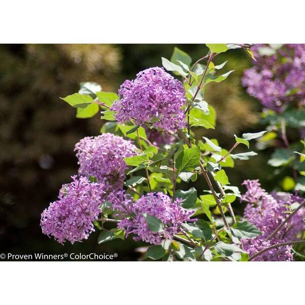 PROVEN WINNERS Bloomerang Purple ColorChoice Syringa - 1 gal. Lilac Shrub