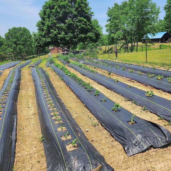 thumbnail image 2 of VEVOR 3 Ft. X 50 Ft. Premium Weed Barrier Fabric Heavy-Duty, Weed Barrier Landscape Fabric 2 of 11