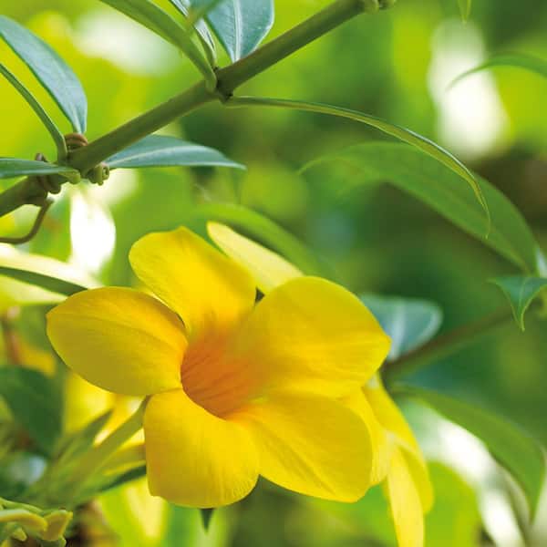 VAN ZYVERDEN Trumpet Vine Flava Root Stock (Set of 1 Root)