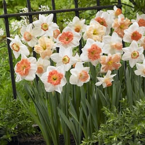 14/16 cm Daffodil Pink Mixed Flower Bulbs (Bag of 25)