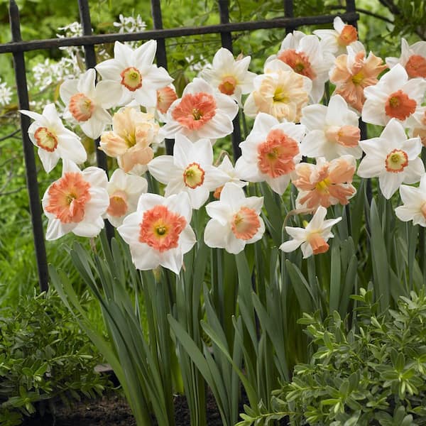 Double Daffodil Bulbs  Colorblends® Wholesale Flowerbulbs