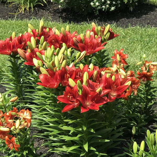 LILY $_57.JPG?set_id=880000500F