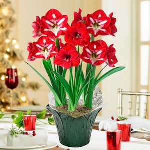 Red and White Delight Flowering Amaryllis (Hippaestrum) 3 Bulb Kit with 9 in. Pot