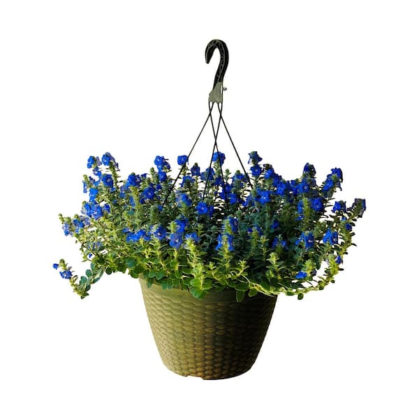 Pure Beauty Farms 2 Gal. Blue Daze Evolvulus Plant in 12 In. Hanging Basket  DC12HBLUEDAZE