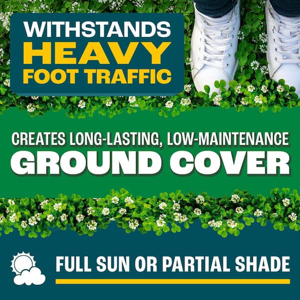 White Clover Legume Seed 2 lbs.