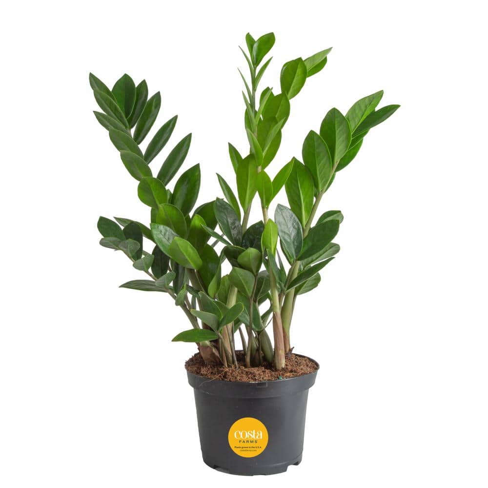 【お年玉セール特価】 Costa Farms in 6 in Plant ZZ Indoor Zamiifolia Zamioculas スノーボード