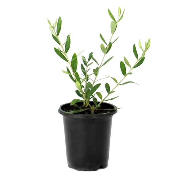 4 in. Leccino Olive Tree