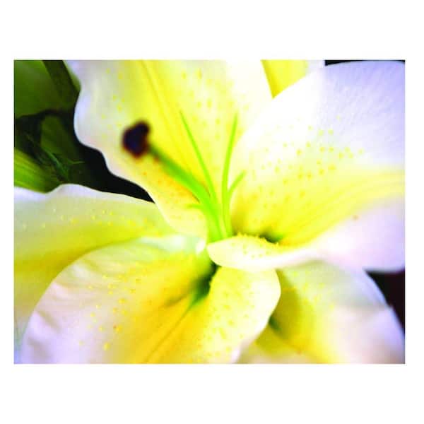 Trademark Fine Art 35 in. x 47 in. Lily Canvas Art