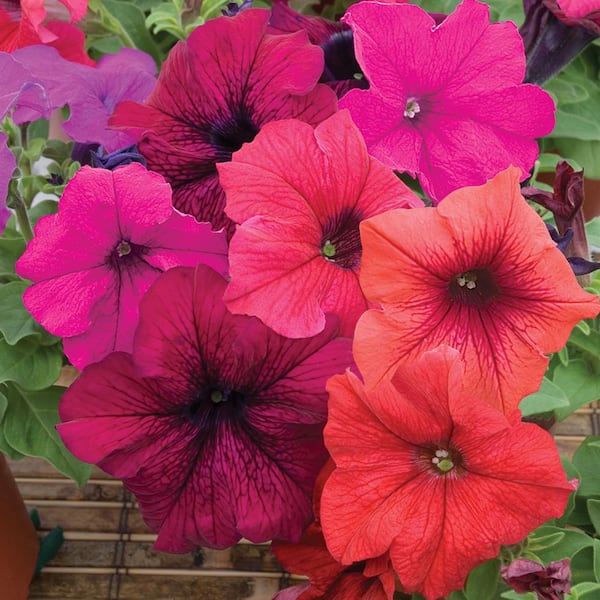 Vigoro #11 2.2 Gal. . Petunia Hells Hanging Basket Annual Plant With Assorted Color Flowers