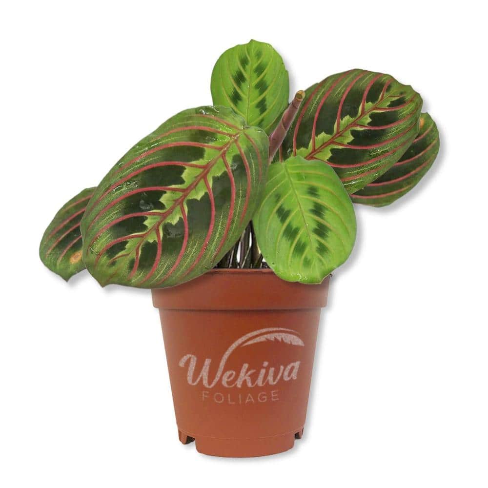 Red Maranta Prayer Plant - 2 Live Starter Plants - Maranta Leuconeura 'Erythroneura' - Beautiful Colorful Houseplant price history on PriceWatchPro
