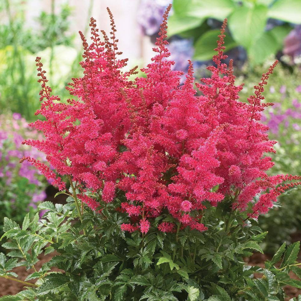 direct-gardening-perennials-