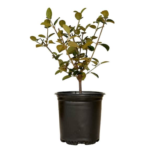 2.5 qt. Chinese Snowball Viburnum Shrub, Live Deciduous Plant, White Hydrangea-Like Bloom Clusters