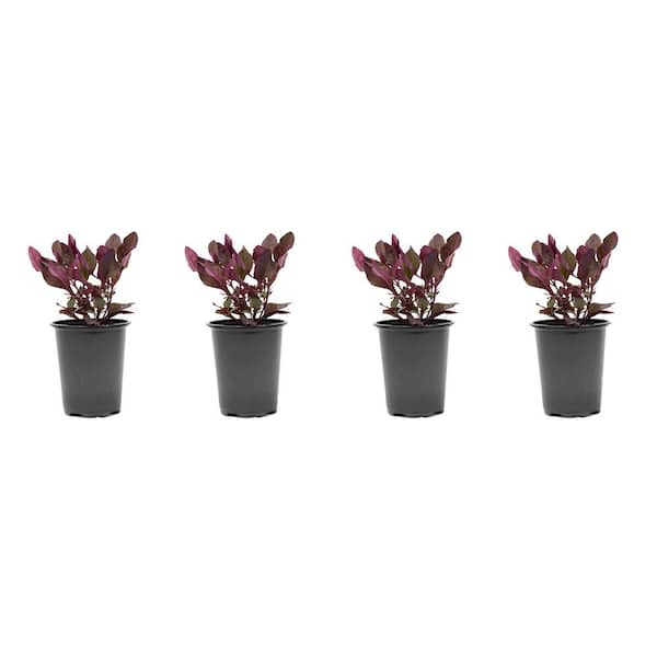 1.38 Pt. Alternanthera Plant Red in 4.5 in. Grower's Pot (4-Pack)