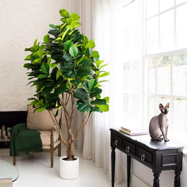 フィカス ウンベラータ 10号 152cm S-shaped tree form フィカス