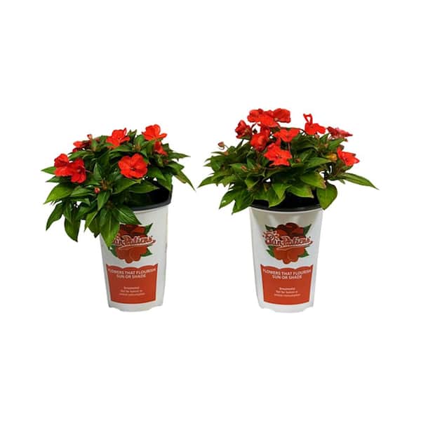 SunPatiens 1 Gal. Compact Orange SunPatiens Impatiens Outdoor Annual Plant with Orange Flowers (2-Plants)