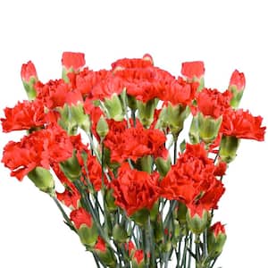Fresh Red Mini Carnations (160 Stems - 640 Blooms)