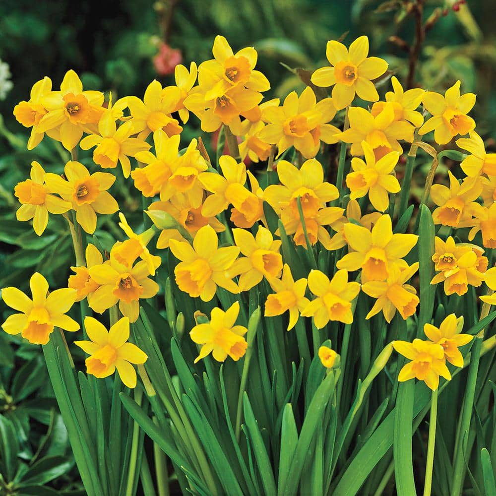 Trevithian Daffodil:Daffodil Bulbs