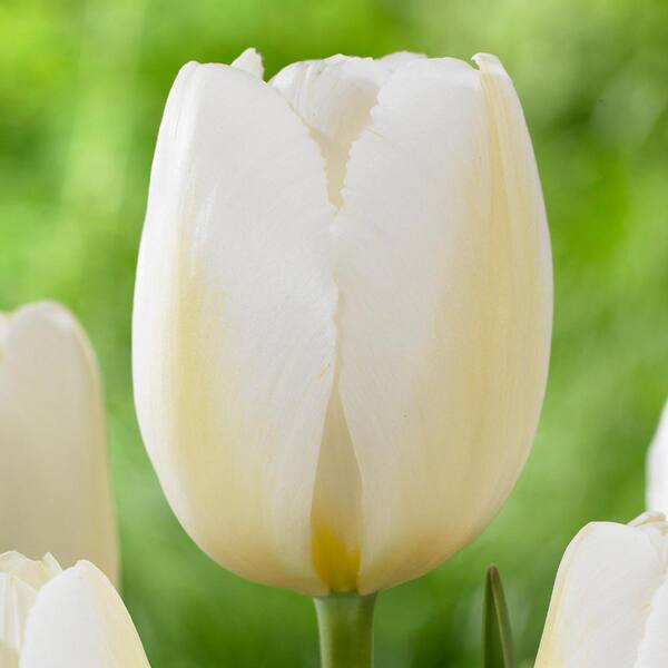 Longfield Gardens Tulip Pay Bas Bulbs (25-Pack)
